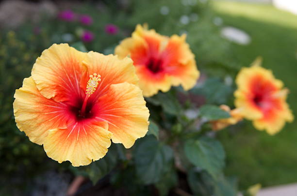 istock Yellow and orange flower Ibiscus 185144527