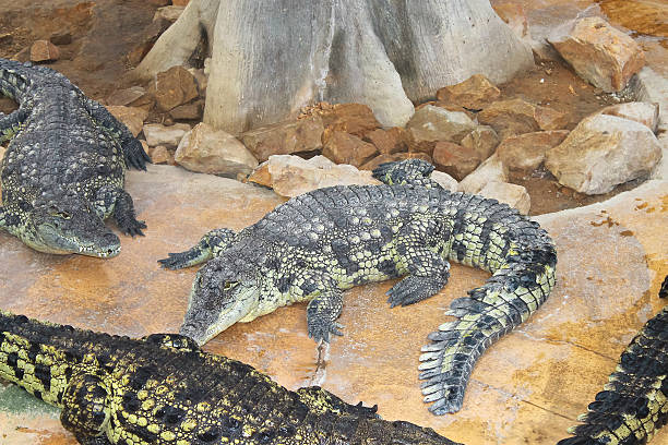 istock Several crocodiles in the aviary at  farm 185144935
