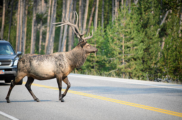 istock Elk crossing street in Yellowstone 185145014