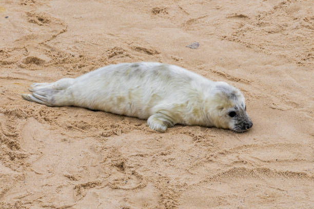 A baby seal resting on a beach