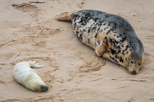 A baby seal with its mother resting on a beach