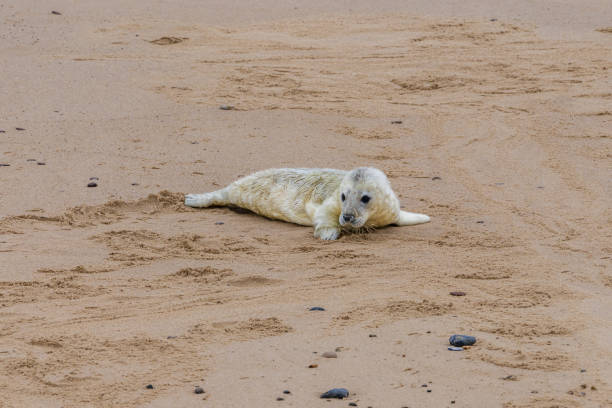 A baby seal resting on a beach
