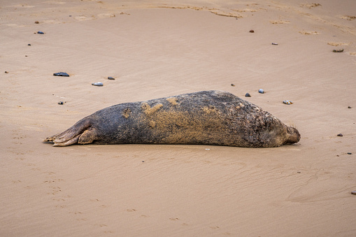 Gray seal (Halichoerus grypus)