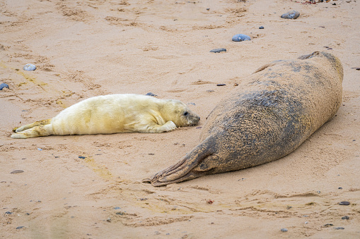 A baby seal with its mother resting on a beach