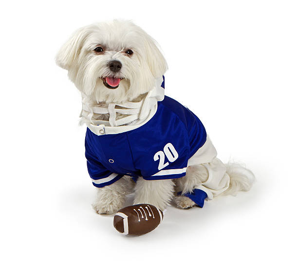 istock Maltese Dog waring football uniform 185146954