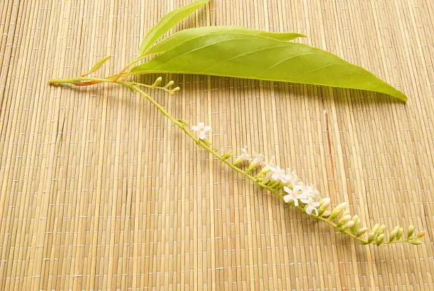 Photo of asian flower, peace, Common lime, Citharexylum spinosum L