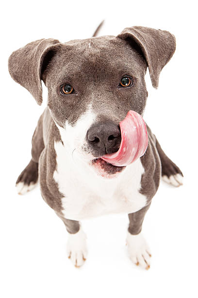 istock Brown and white pit bull licking its face 185147694