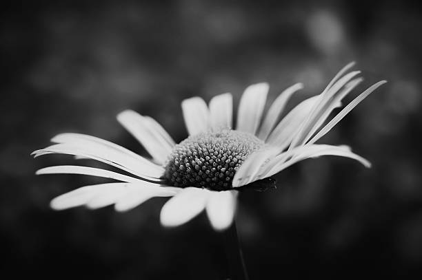 istock Artistic macro of a daisy flower -Balck & white 185147822