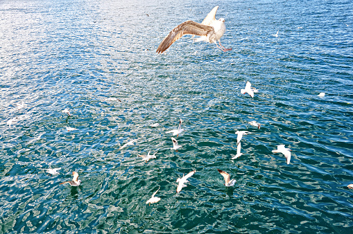 Sea gulls are flying at the Istanbul Bosporus. Istanbul, Turkey. 10/10/2017