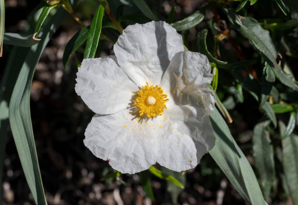 istock Gum rockrose, Cistus ladanifer 1851500712