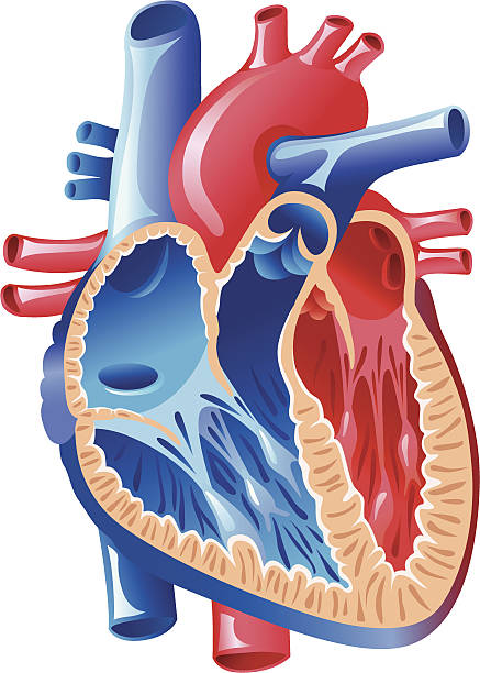 심장 해부 구조 - left ventricle stock illustrations