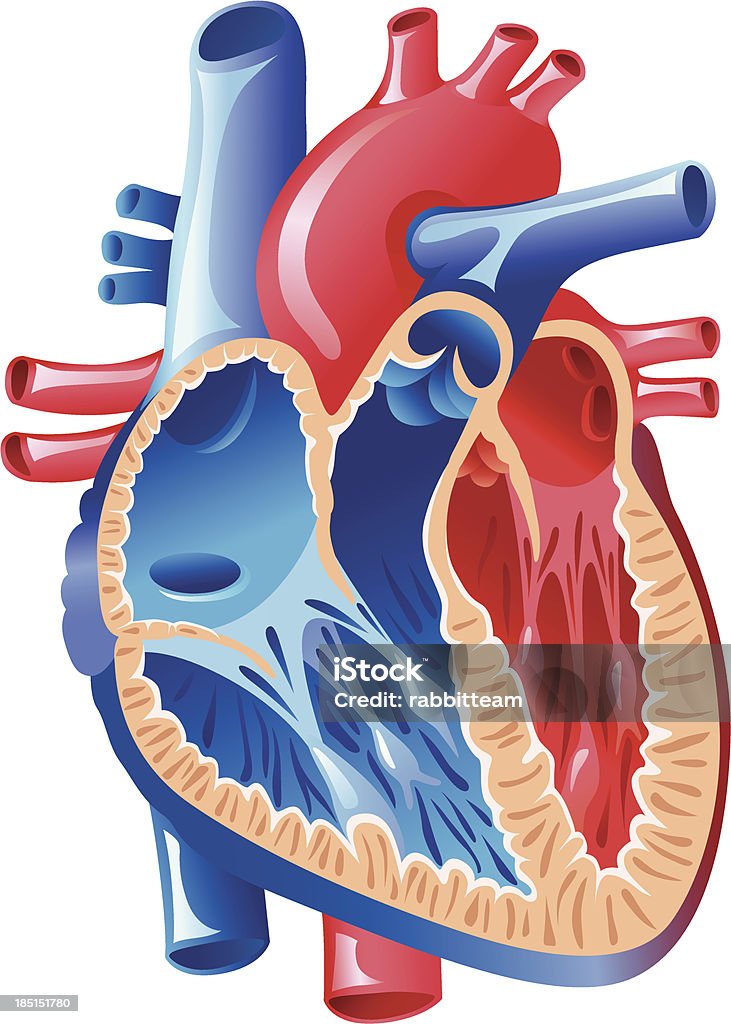 Anatomia do Coração - Royalty-free Anatomia arte vetorial