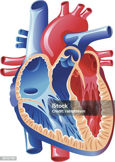 Anatomia Do Coração - Arte vetorial de stock e mais imagens de Anatomia - Anatomia, Válvula do Coração, Biologia