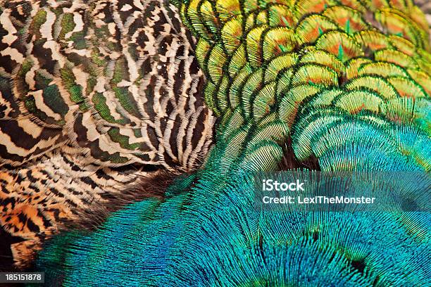 Male Peacock Stock Photo - Download Image Now - Animal, Animal Behavior, Animal Body Part