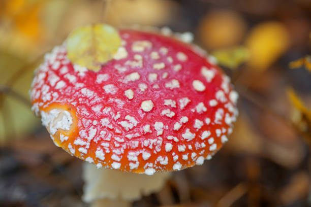 Fly Agaric in front of a tree