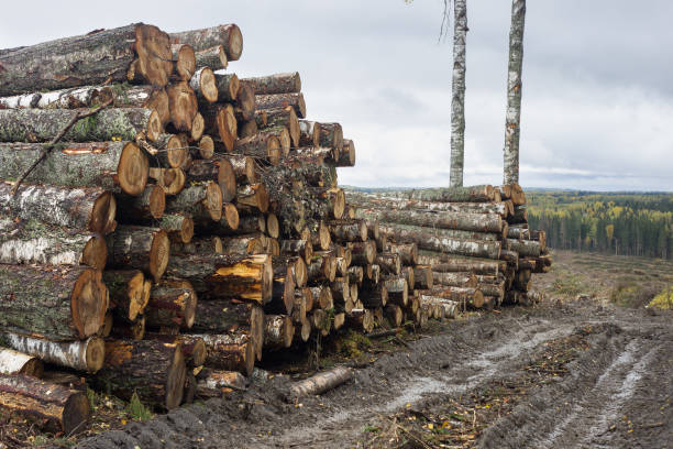 istock A stack of birch timber lies in the forest. 1851532260
