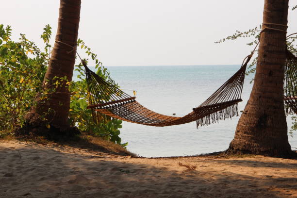 istock Hammock strung in between two palm trees on the sandy beach. 1851537104