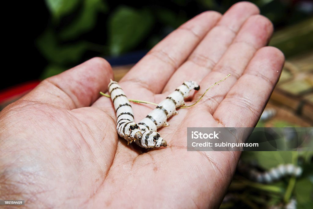 silk caterpillar en las manos - Foto de stock de Agarrar libre de derechos