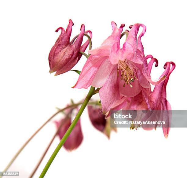 Columbine 종소리 꽃 흰색 바탕에 흰색 배경 0명에 대한 스톡 사진 및 기타 이미지 - 0명, 3가지 개체, 꽃-꽃의 구조