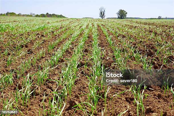 Aufnahmen Von Weizen In Einem Kleinen Field Stockfoto und mehr Bilder von Agrarbetrieb - Agrarbetrieb, Bildhintergrund, Erdreich