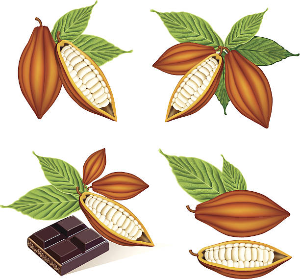 Cocoa Fruit - Illustration vector art illustration