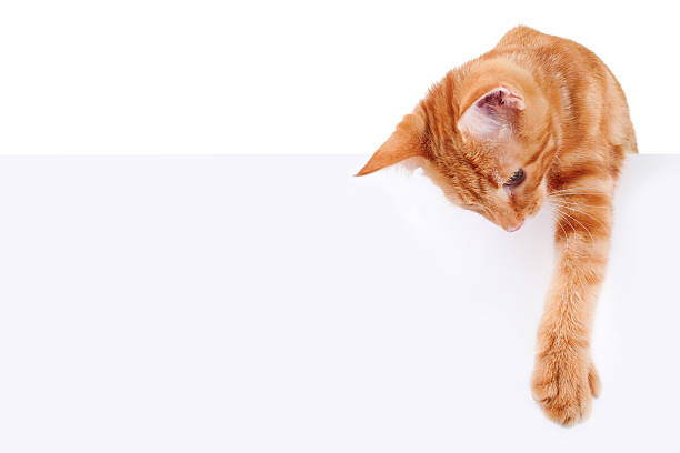 Cat Banner Sign Cat and blank sign or banner isolated - Kitten ginger cat stock pictures, royalty-free photos & images