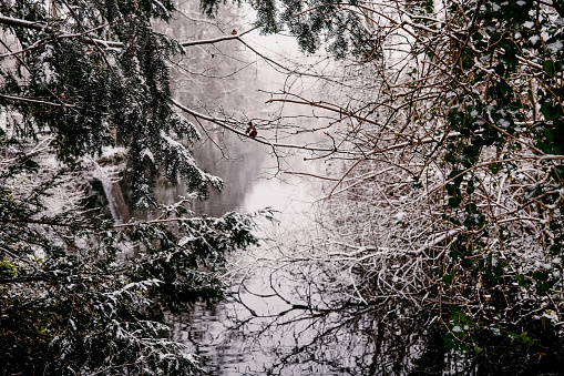 The Snow-Dusted Trees Overlooking a Canal in Salzwedel, Germany.
