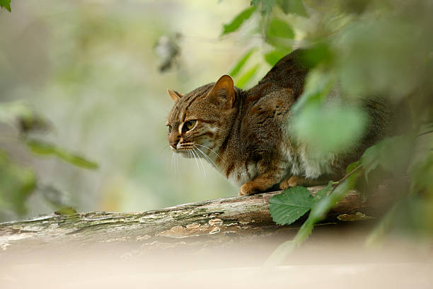 istock Rusty-spotted cat, Prionailurus rubiginosus phillipsi 185162637