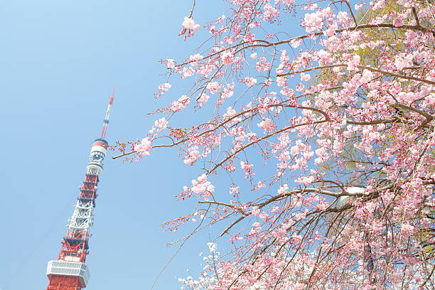 istock Tokyo Tower at cherry blossom time 185162945