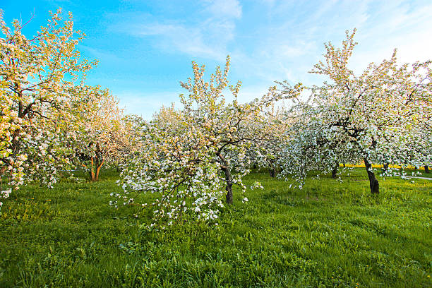 florecer apple trees over brillante cielo azul en spring park - lea fotografías e imágenes de stock