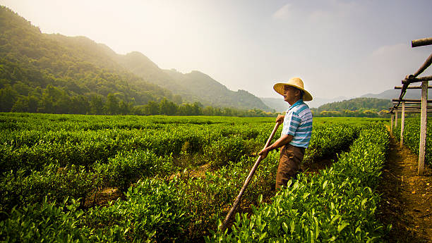 員に立つ龍井茶フィールド - chinese tea ストックフォトと画像