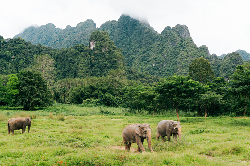 Elephant Hills - Khao Sok National Park