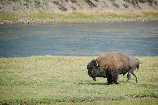 bison troupeau dans le parc national de yellowstone - melden photos et images de collection