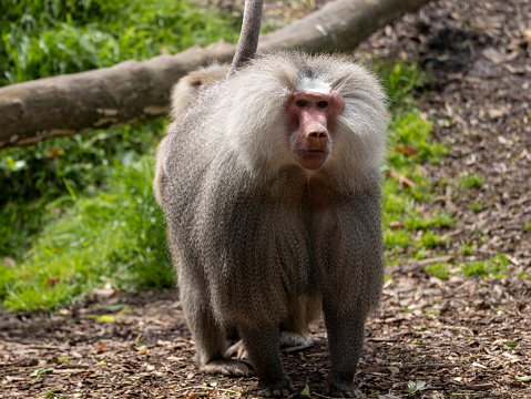 A capuchin monkey sitting on a tree branch