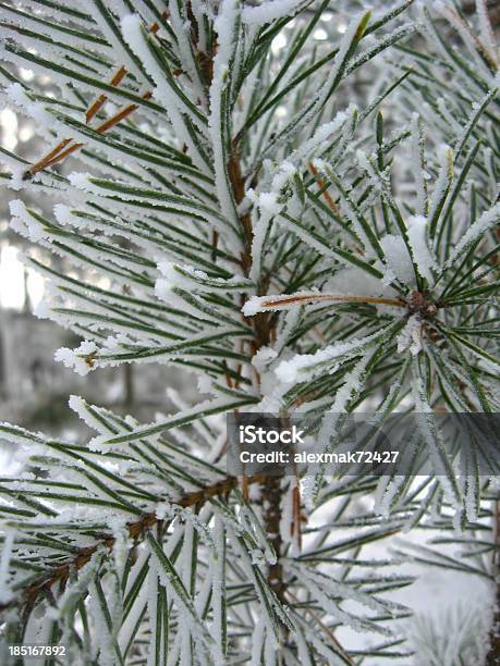 Sosna Oddziału W Hoarfrost - zdjęcia stockowe i więcej obrazów Bankowy dowód wpłaty - Bankowy dowód wpłaty, Bez ludzi, Część