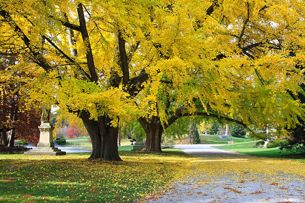 Cemetery Road In Autumn stock photo