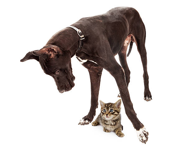 istock Great Dane Dog with Kitten Under Feet 185168656