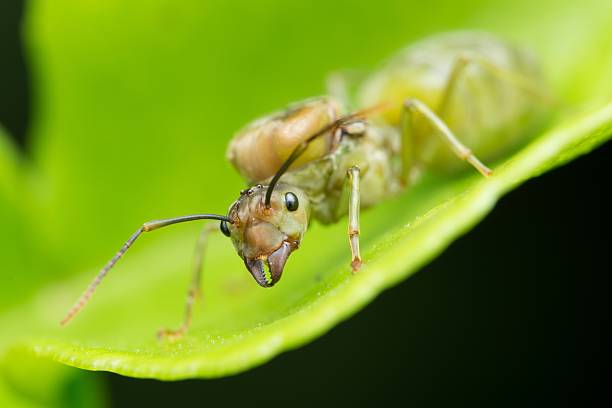 istock Macro image of a big ant 185168956