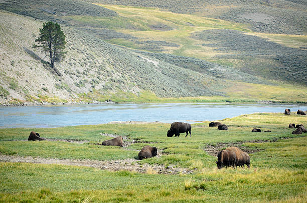 bison troupeau dans le parc national de yellowstone - melden photos et images de collection