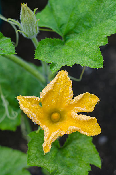 fleur - squash flower plant single flower photos et images de collection