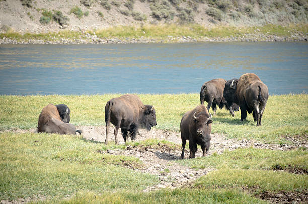 bison troupeau dans le parc national de yellowstone - melden photos et images de collection