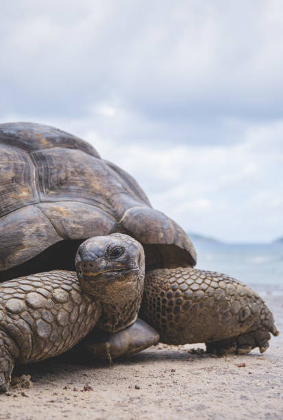 istock Giant tortoise close up 1851709922