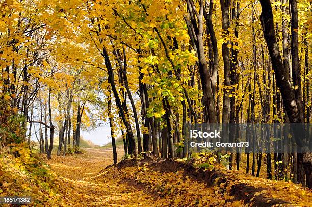 Descent To The River Stock Photo - Download Image Now - Autumn, Horizontal, Moving Down