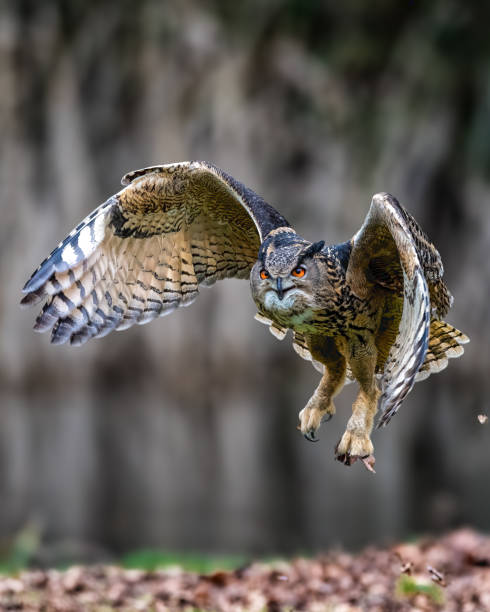 istock Vertical selective focus shot of a Eurasian eagle-owl flying over a field 1851714335