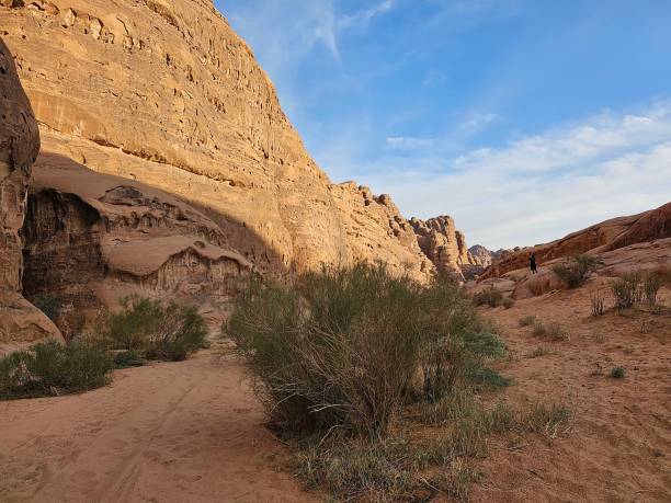 istock Desert Bush- flora detail 1851716465