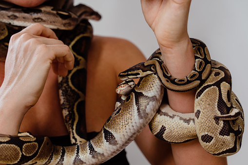 Woman with python snakes elegantly slithering over her arm.