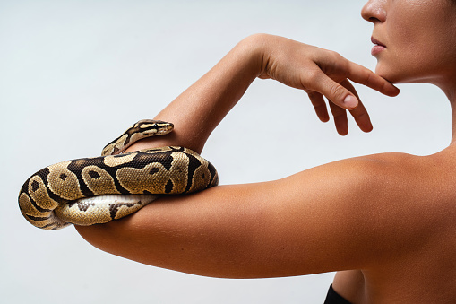 Woman with python snake elegantly slithering over her arm.