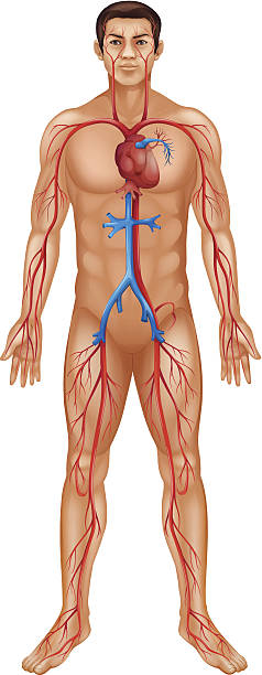 illustrations, cliparts, dessins animés et icônes de circulation système - human muscle the human body anatomy body