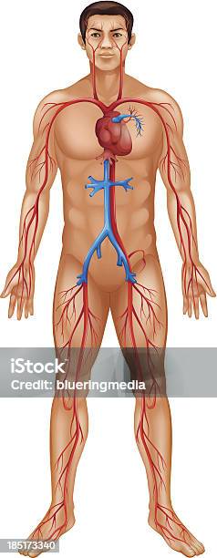 Vetores de Sistema Circulatório e mais imagens de Anatomia - Anatomia, Corpo humano, Esqueleto Humano