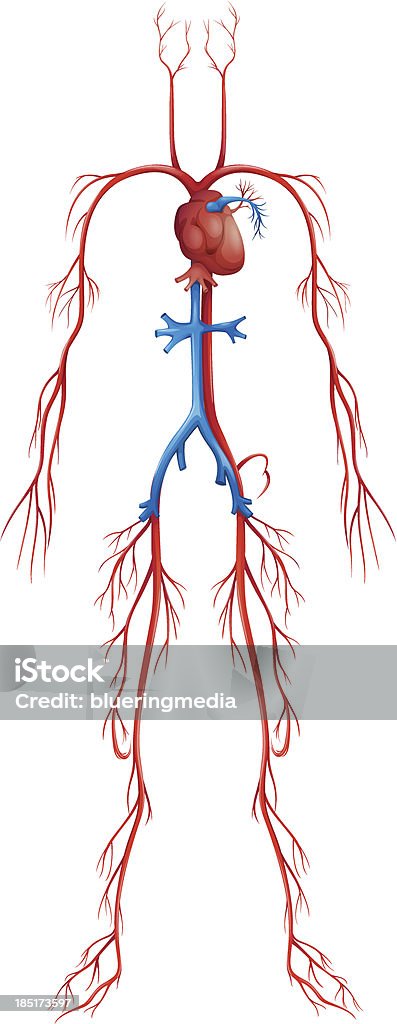 Sistema circulatorio - arte vectorial de Vena cava inferior libre de derechos